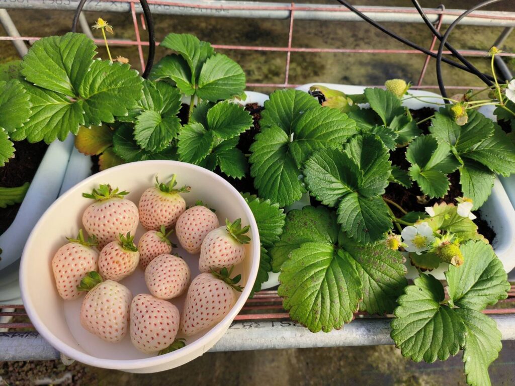 冬天限定的白草莓採摘